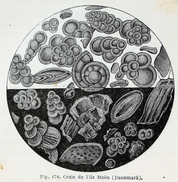 Fossilien auf der Insel Mön