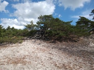 torr skog på Bornholm