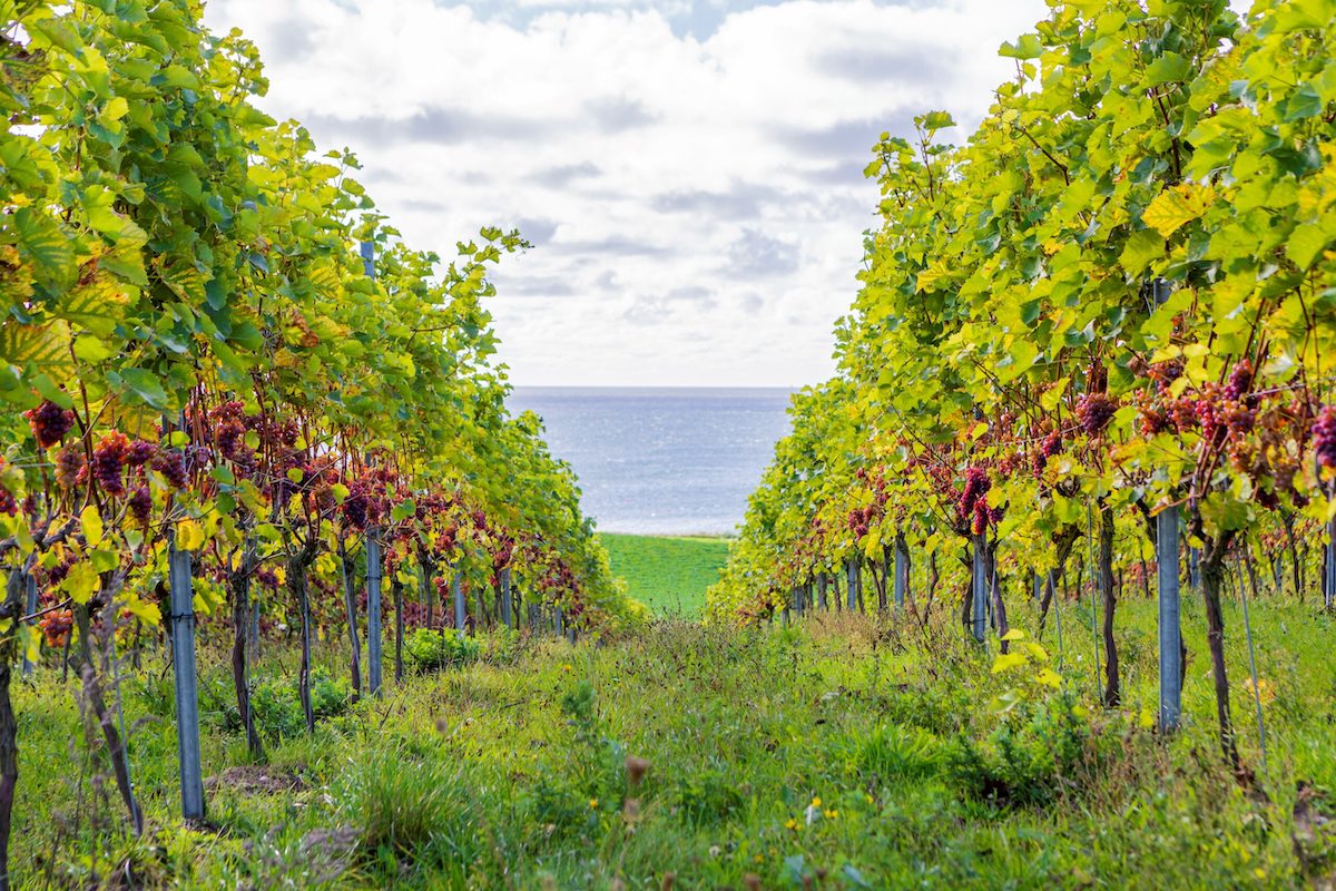 Weinanbau in Dänemark