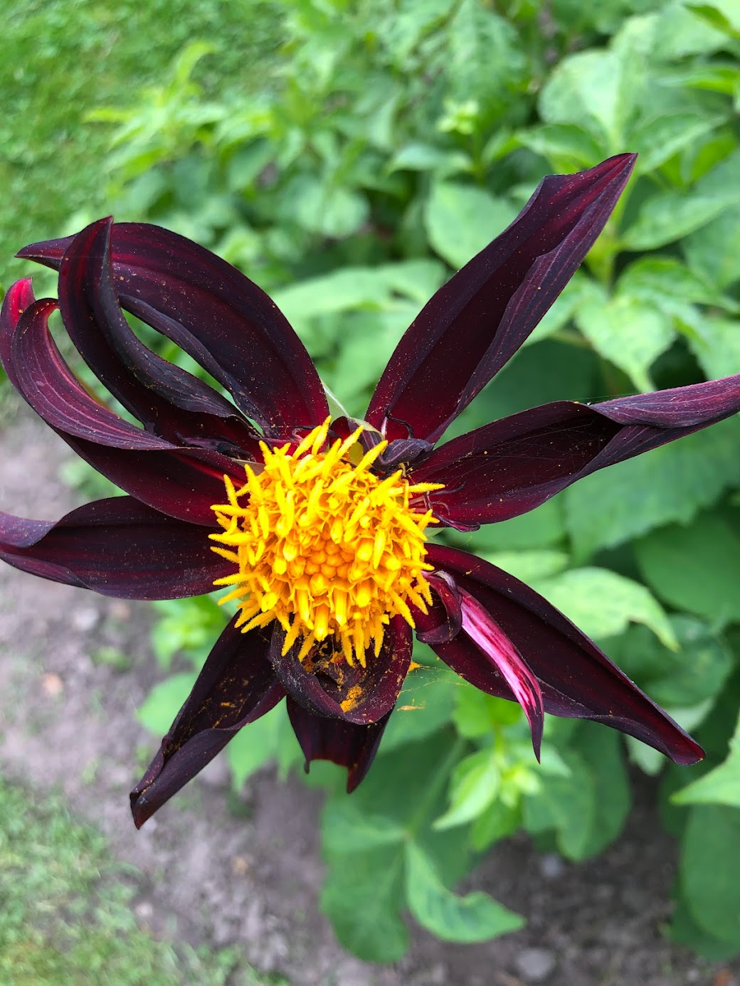 Es blüht im Schlosspark