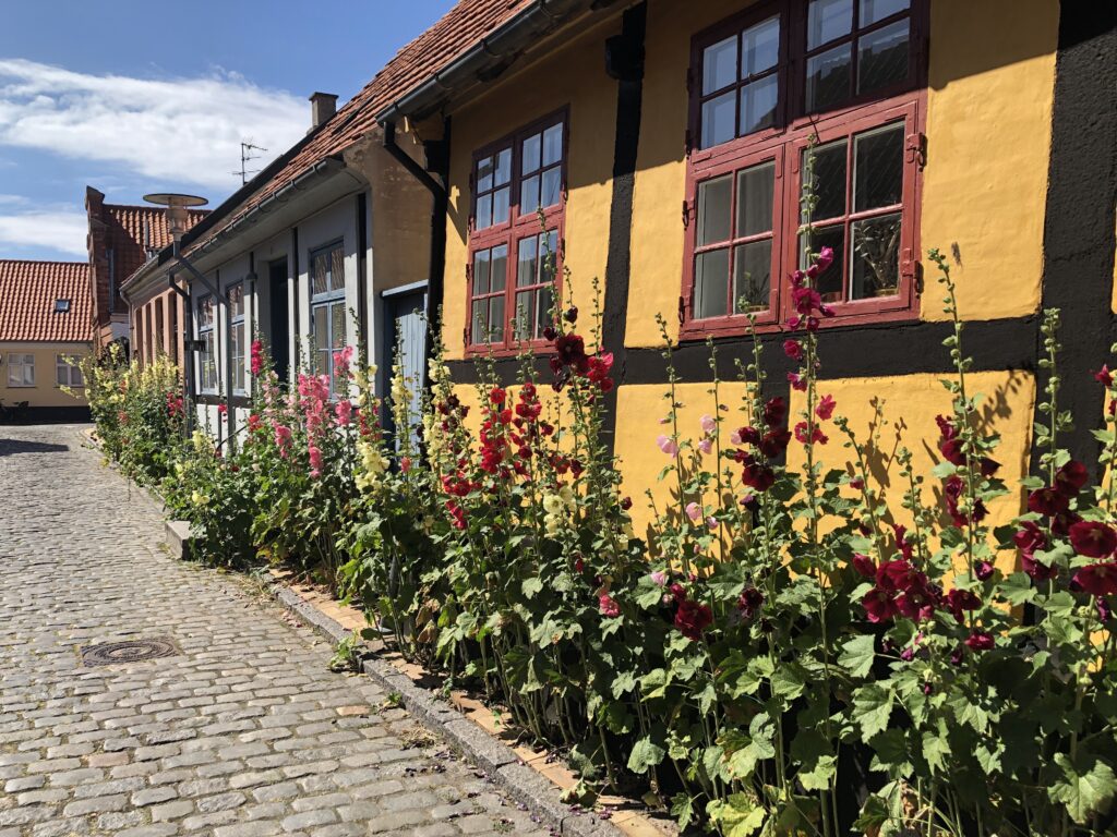 Stockrosen in Roenne, der Inselhauptstadt von Bornholm, bunte Häuser in der Sonne.